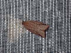 Meritastis