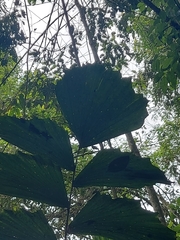 Socratea exorrhiza