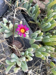 Enchylaena tomentosa