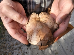 Lactarius argillaceifolius megacarpus