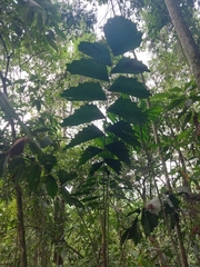 Socratea exorrhiza