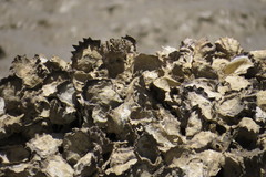 Saccostrea