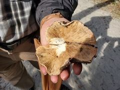 Lactarius argillaceifolius megacarpus
