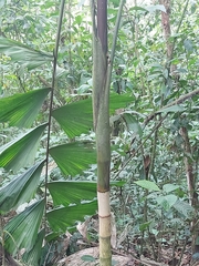 Socratea exorrhiza