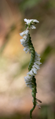 Spiranthes lacera