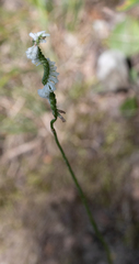 Spiranthes lacera