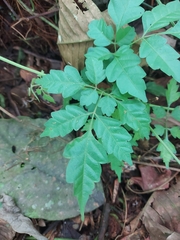 Gynostemma pentaphyllum