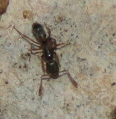 Hypoponera