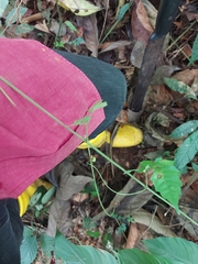 Gynostemma pentaphyllum