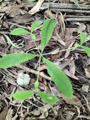 Alstonia muelleriana