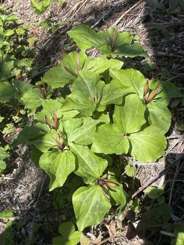 Image of Trillium angustipetalum by no rights reserved