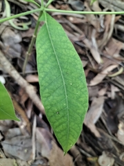 Alstonia muelleriana