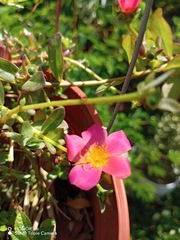 Portulaca