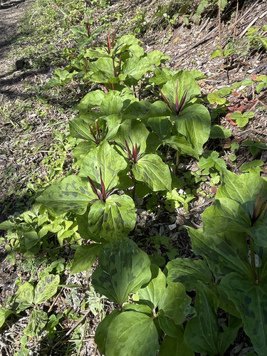Image of Narrowpetal Wakerobin (Trillium angustipetalum) by no rights reserved