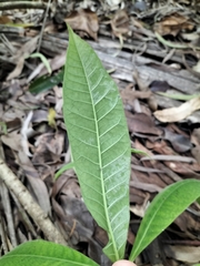 Alstonia muelleriana