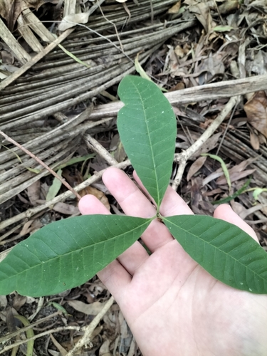 Image of Alstonia muelleriana by (c) Matthew Borella, some rights reserved (CC BY)
