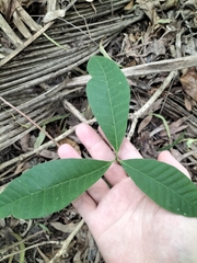 Alstonia muelleriana