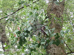 Peraxilla colensoi