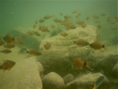 Ostorhinchus fleurieu