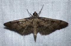 Nacoleia charesalis