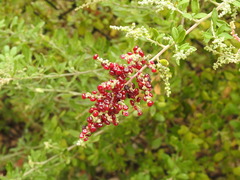 Rhagodia candolleana