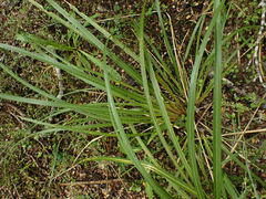 Chionochloa