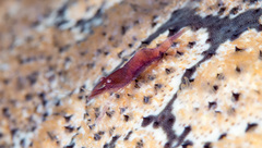 Zenopontonia soror