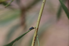 Polyrhachis hookeri