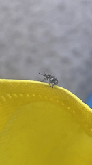 Colecerus marmoratus