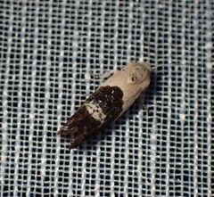 Hypertropha chlaenota