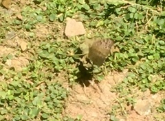 Junonia atlites atlites