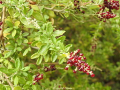 Rhagodia candolleana