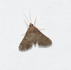 Piletocera macroperalis