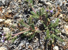 Polemonium pulcherrimum