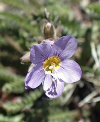 Polemonium pulcherrimum
