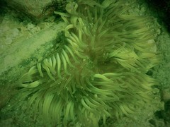 Heteractis