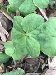 Oxalis debilis