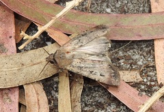 Agrotis infusa