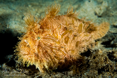 Antennarius striatus