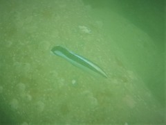 Labroides dimidiatus