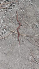 Storeria storerioides