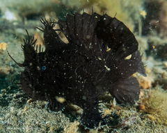 Antennarius striatus