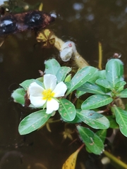 Ludwigia adscendens