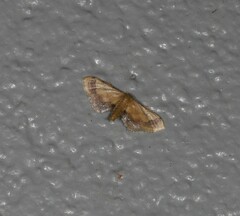 Idaea trypheropa