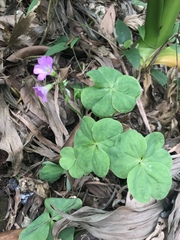 Oxalis debilis