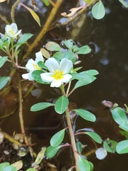 Ludwigia adscendens