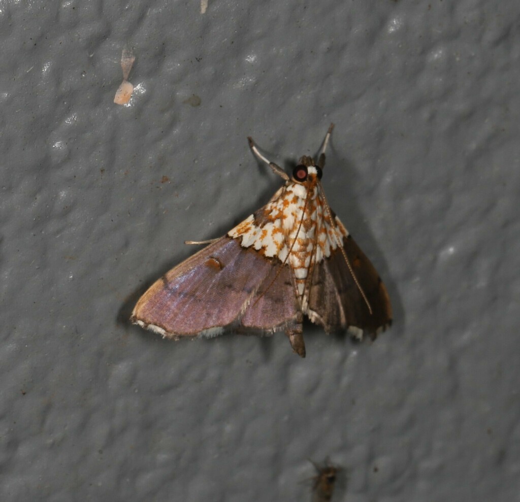 Agrotera longitabulata