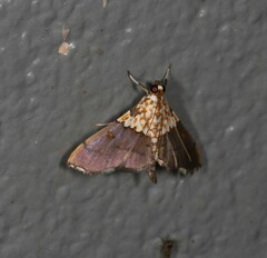 Agrotera longitabulata