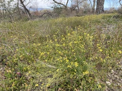 Brassica fruticulosa