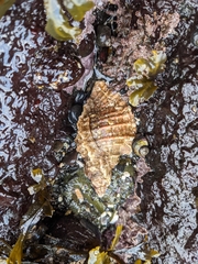 Ocenebrinae